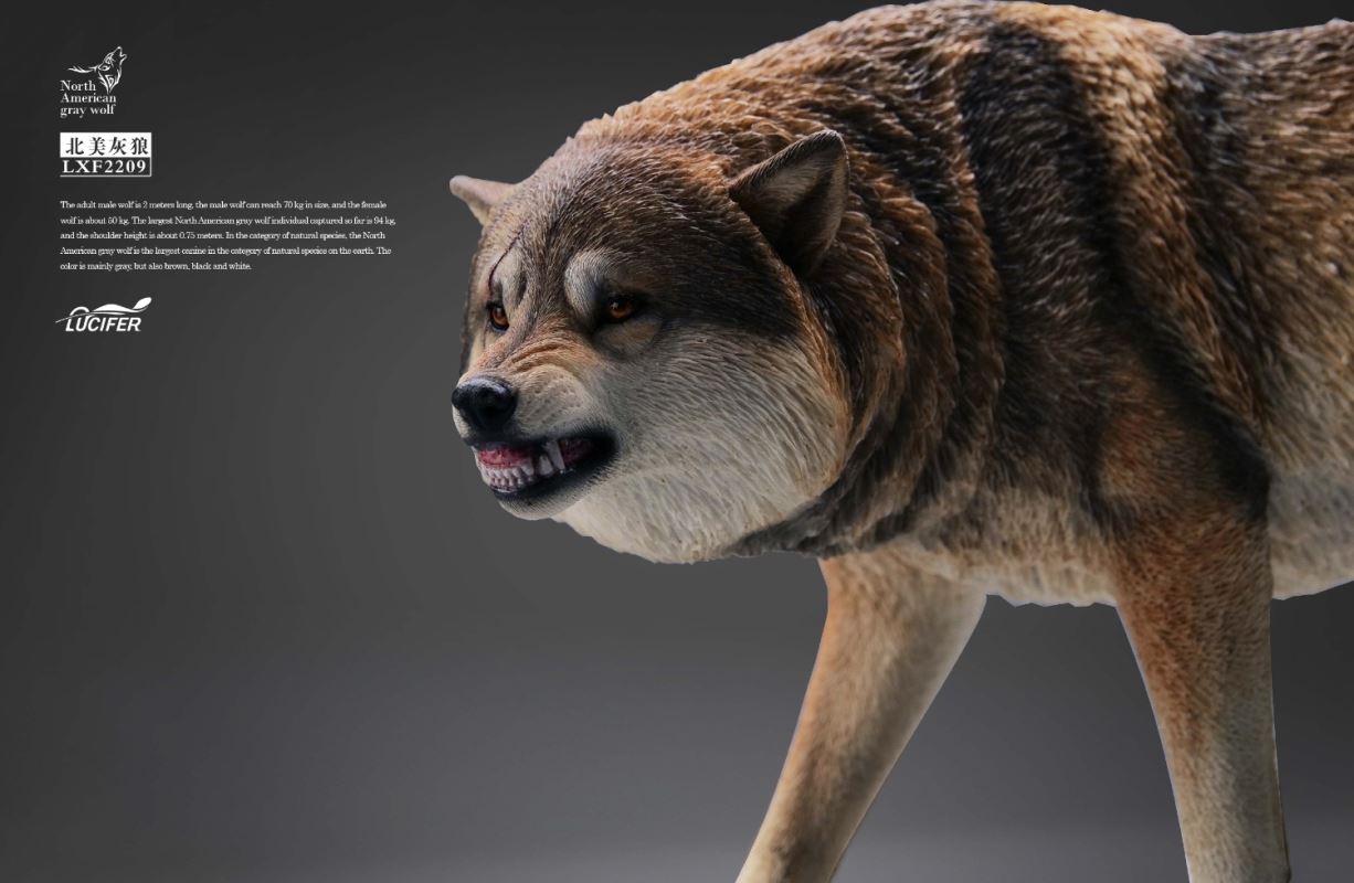 Gray Wolf 1/6