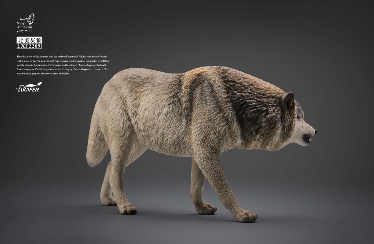 Gray Wolf 1/6