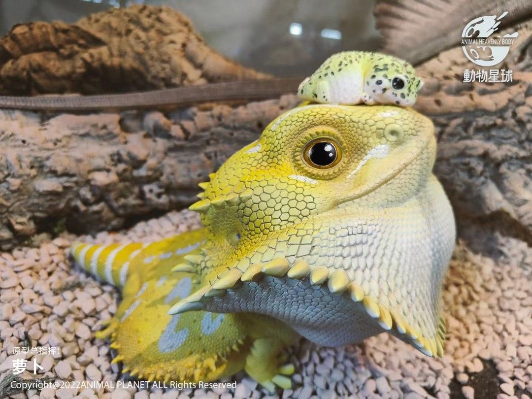 Pogona vitticeps