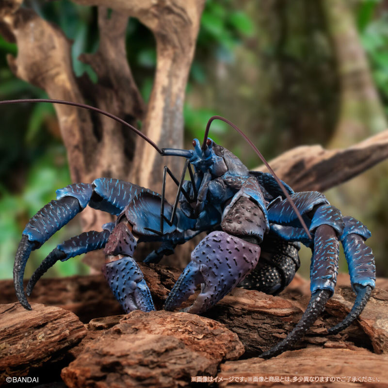 Coconut Crab