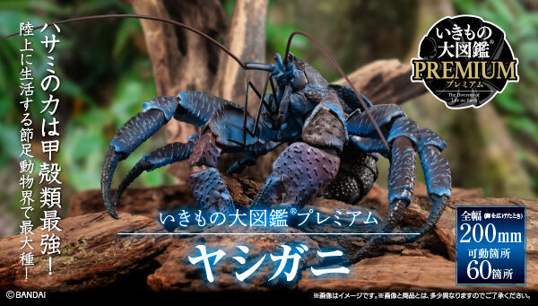 Coconut Crab