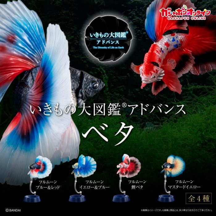 Encyclopedia of Creatures Advanced Betta