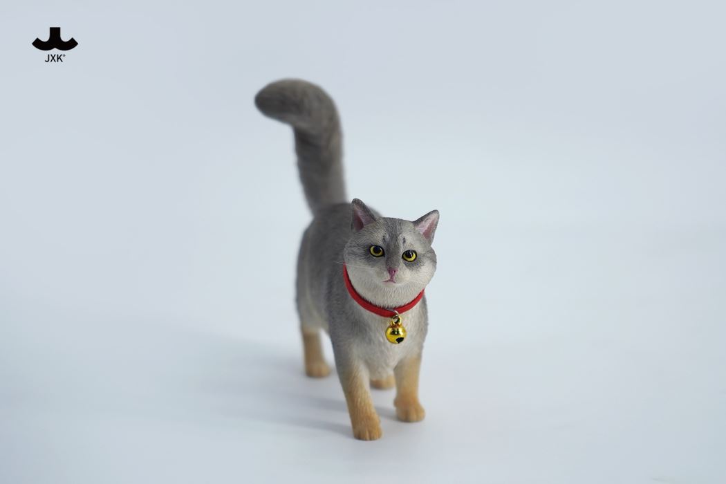 Somali cat (JXK211) 1/6
