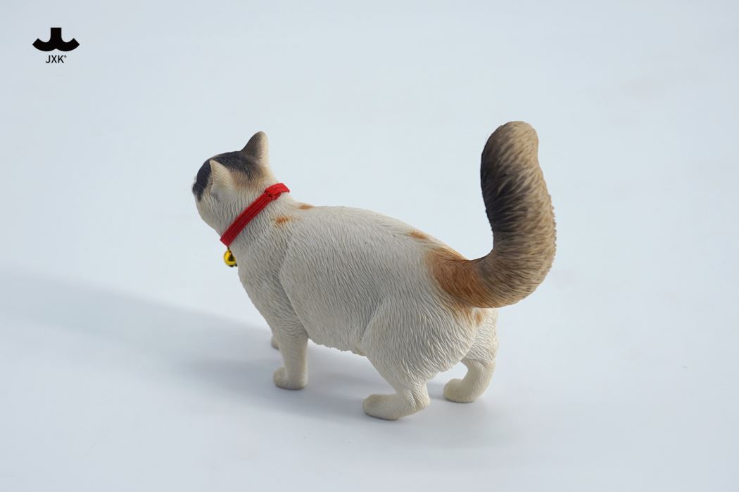 Somali cat (JXK211) 1/6