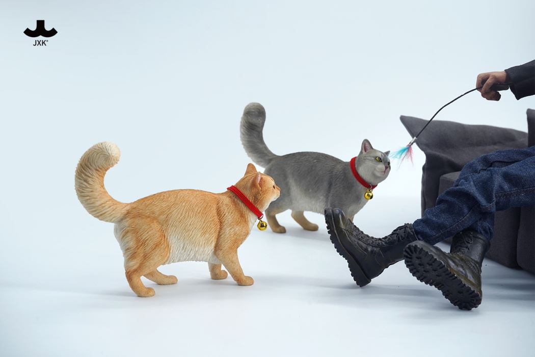 Somali cat (JXK211) 1/6