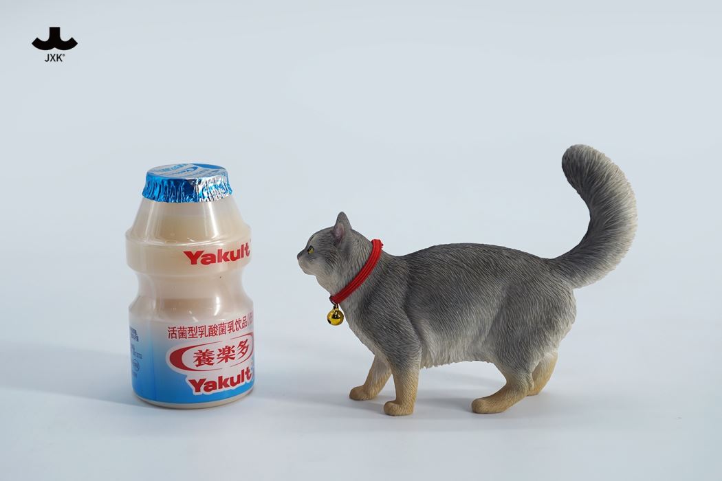 Somali cat (JXK211) 1/6