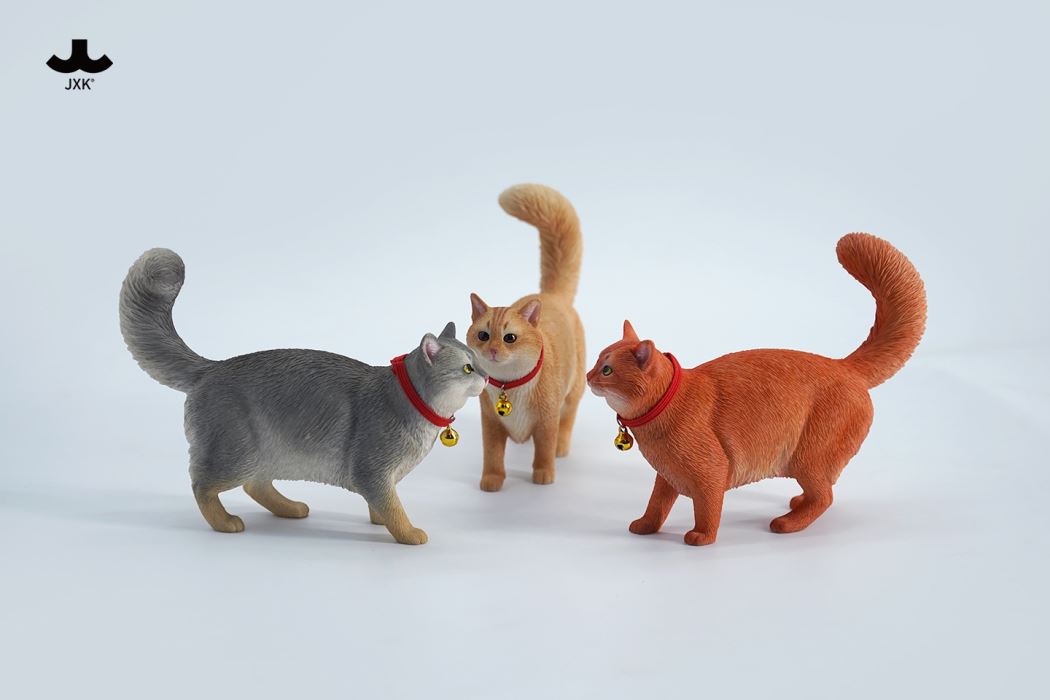 Somali cat (JXK211) 1/6