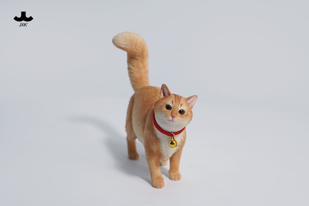 Somali cat (JXK211) 1/6