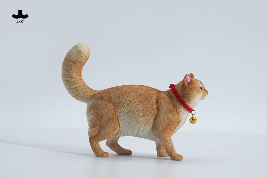 Somali cat (JXK211) 1/6