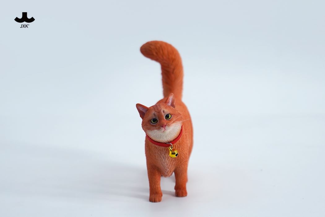 Somali cat (JXK211) 1/6