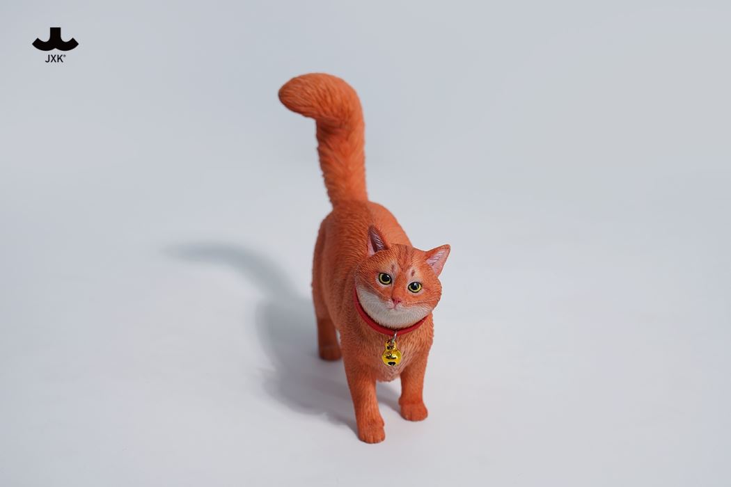Somali cat (JXK211) 1/6