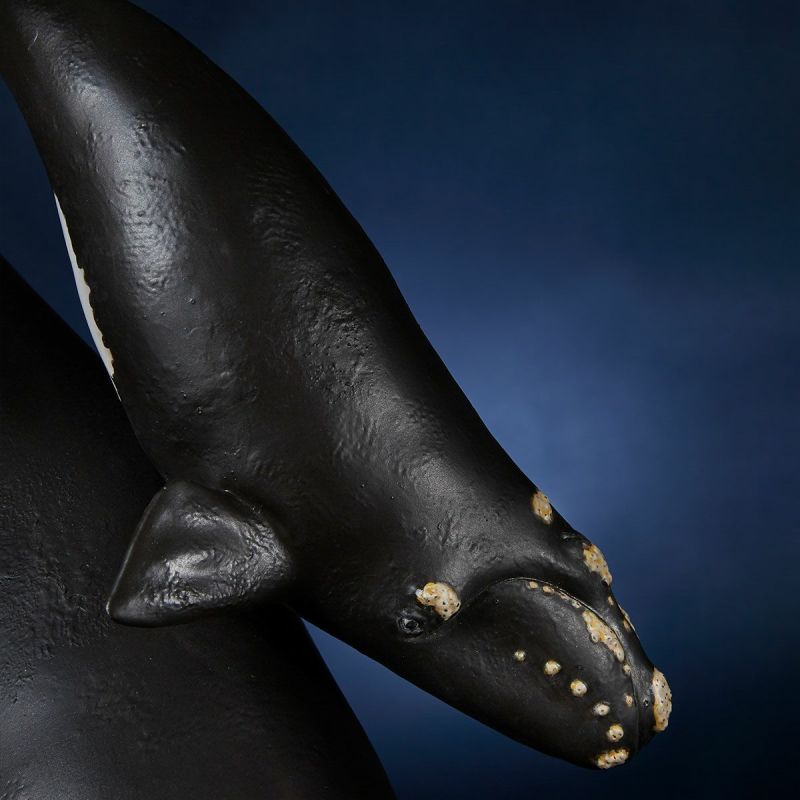 NATURE TALES right whale parent-child