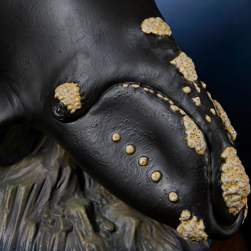 NATURE TALES right whale parent-child