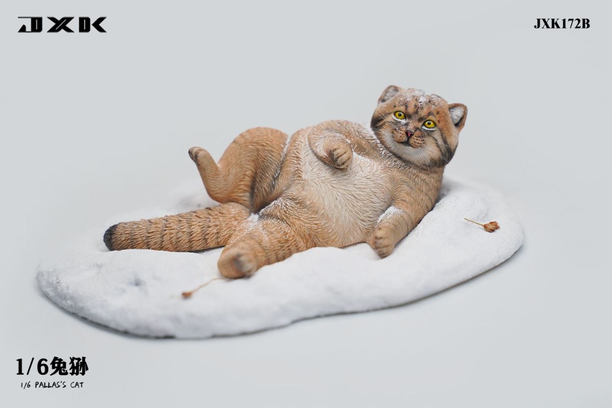 Pallas's Cat 1/6