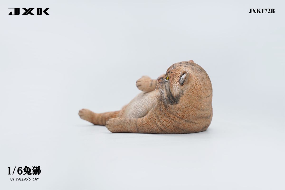 Pallas's Cat 1/6