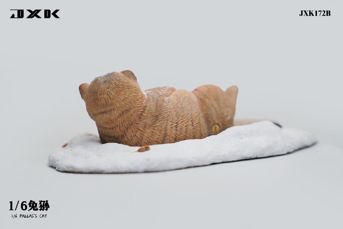 Pallas's Cat 1/6
