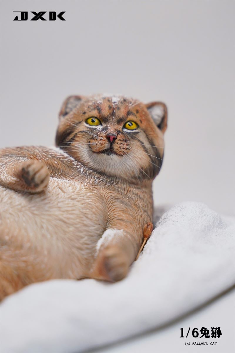 Pallas's Cat 1/6