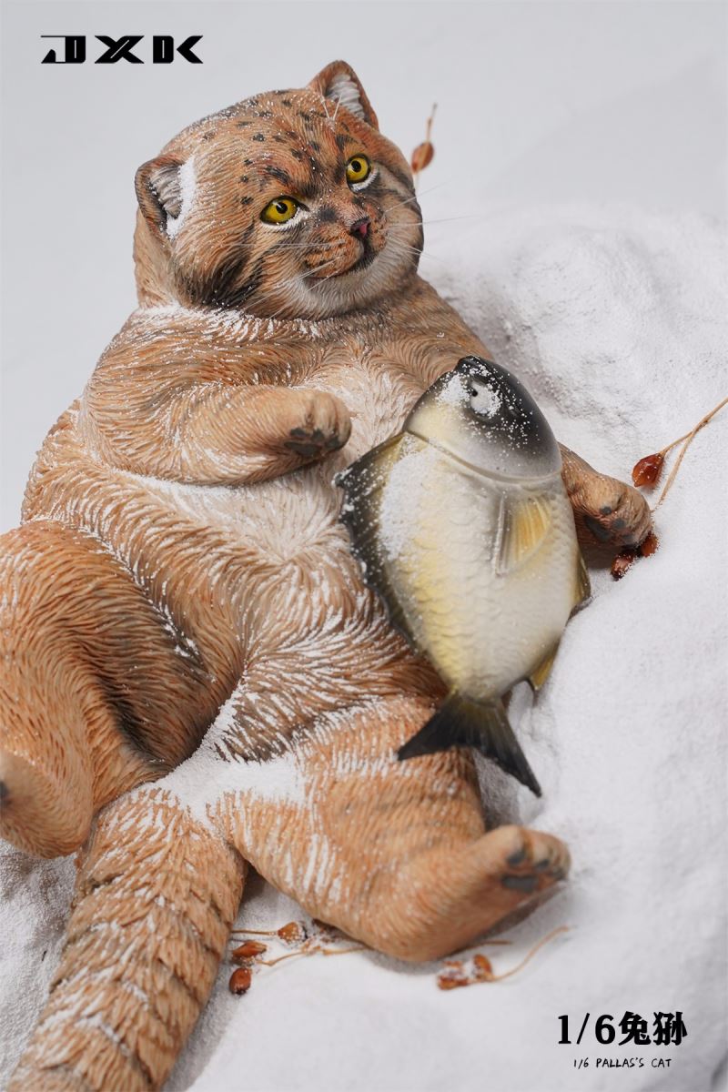 Pallas's Cat 1/6