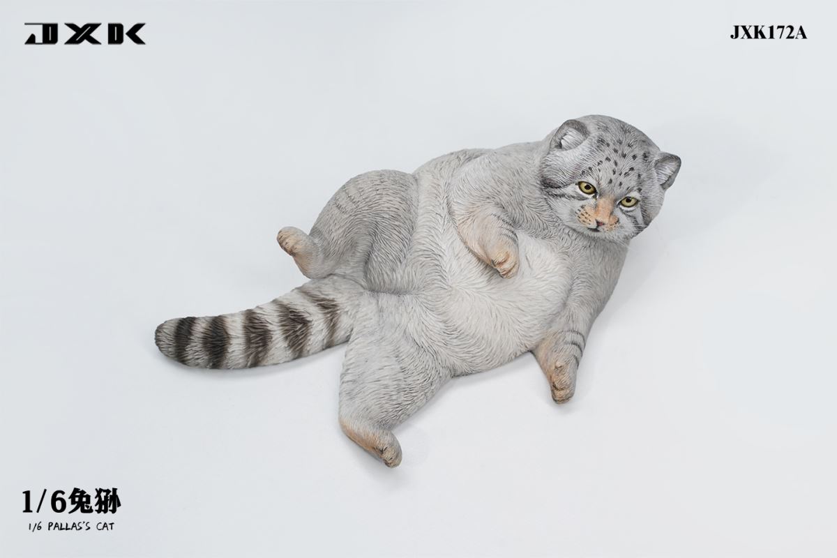 Pallas's Cat 1/6