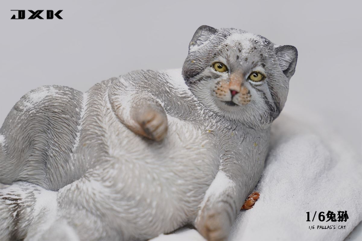 Pallas's Cat 1/6