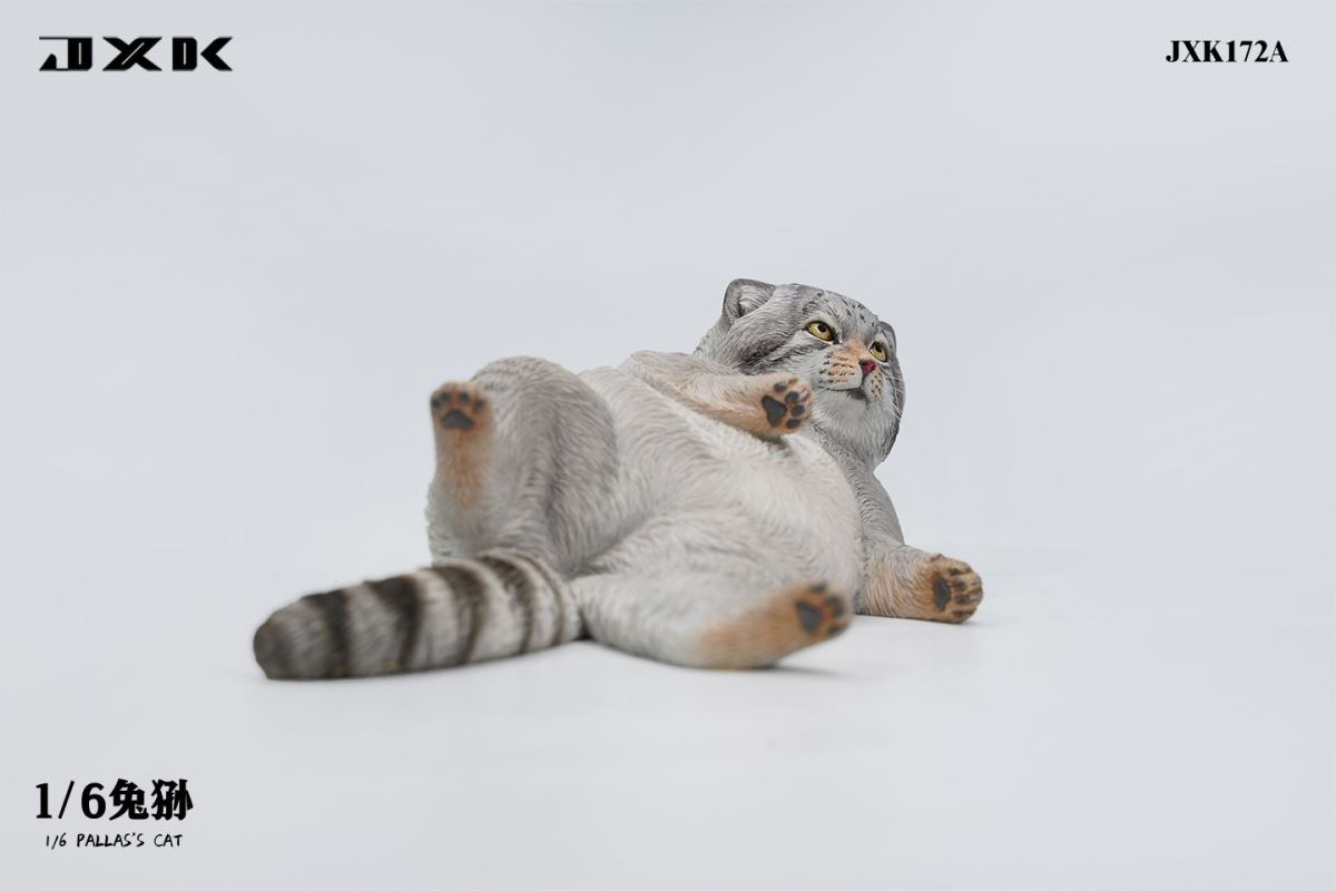 Pallas's Cat 1/6