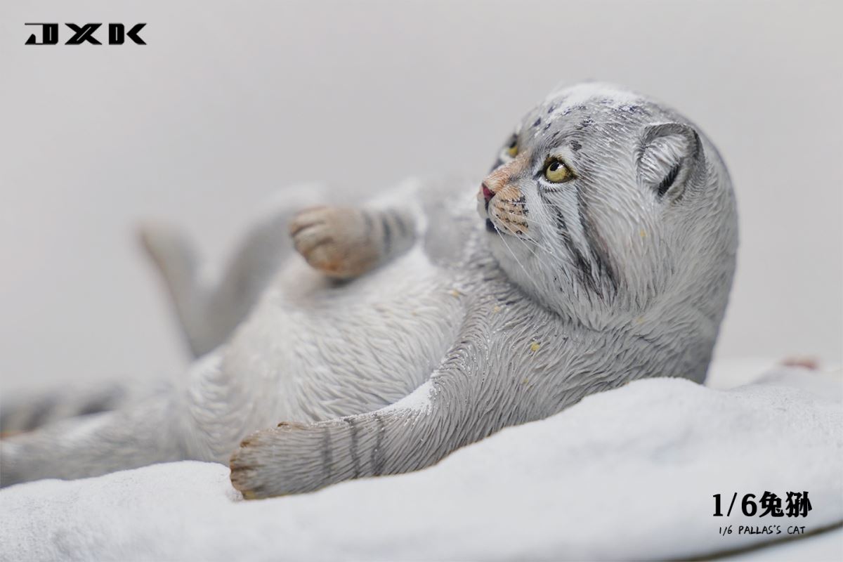 Pallas's Cat 1/6