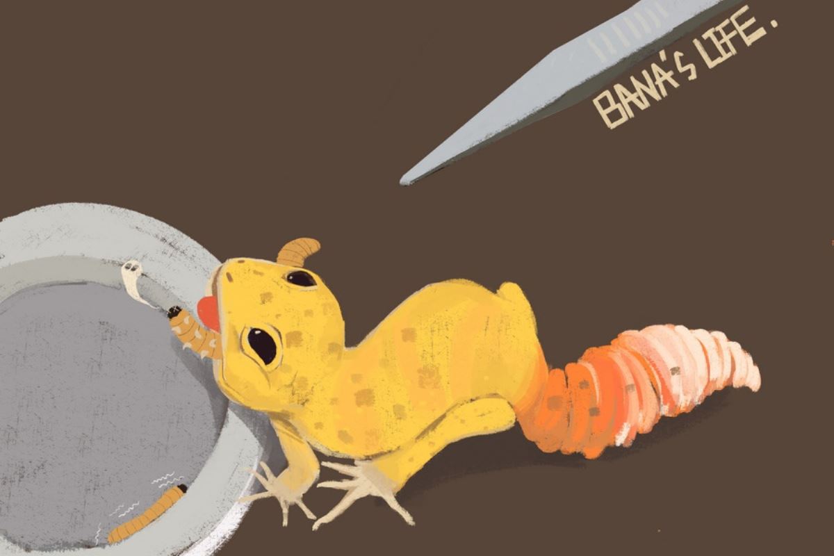 BANA's Flying Dream 1/1