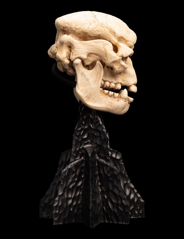 SKULL OF A CAVE TROLL Miniature Skull