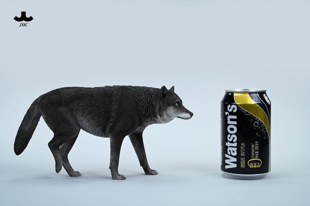 Common Gray wolf 1/6