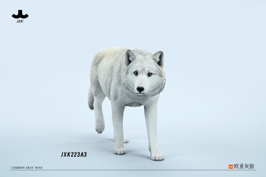 Common Gray wolf 1/6