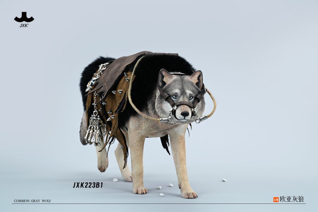 Common Gray wolf 1/6