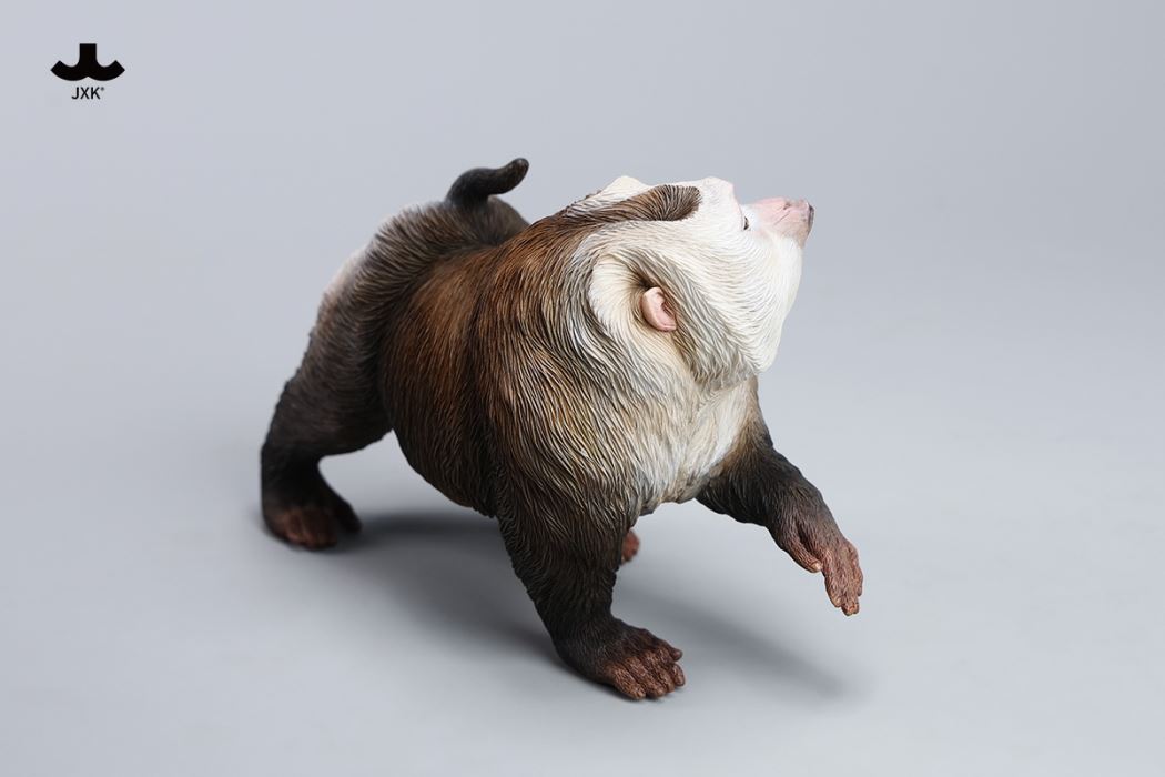 Northern Pigtail Macaque 1/6