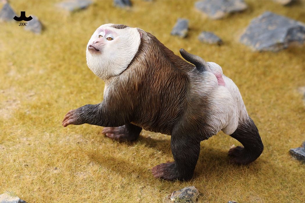 Northern Pigtail Macaque 1/6