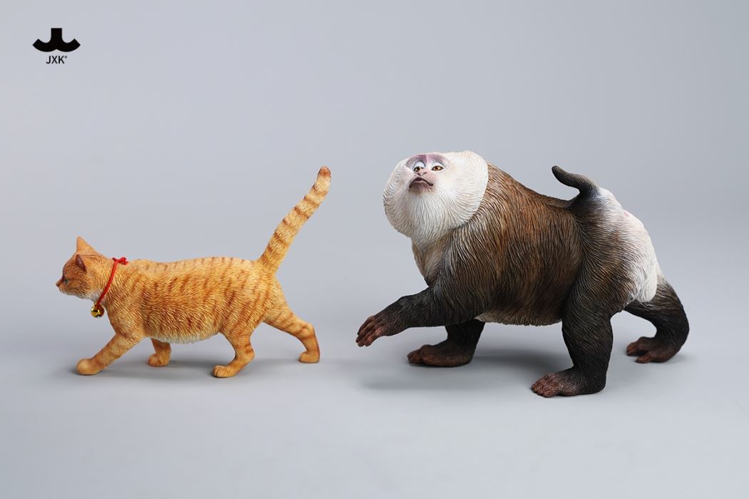 Northern Pigtail Macaque 1/6