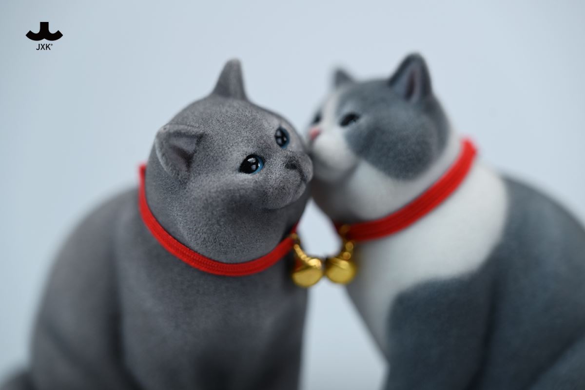 British shorthair cat 1/6