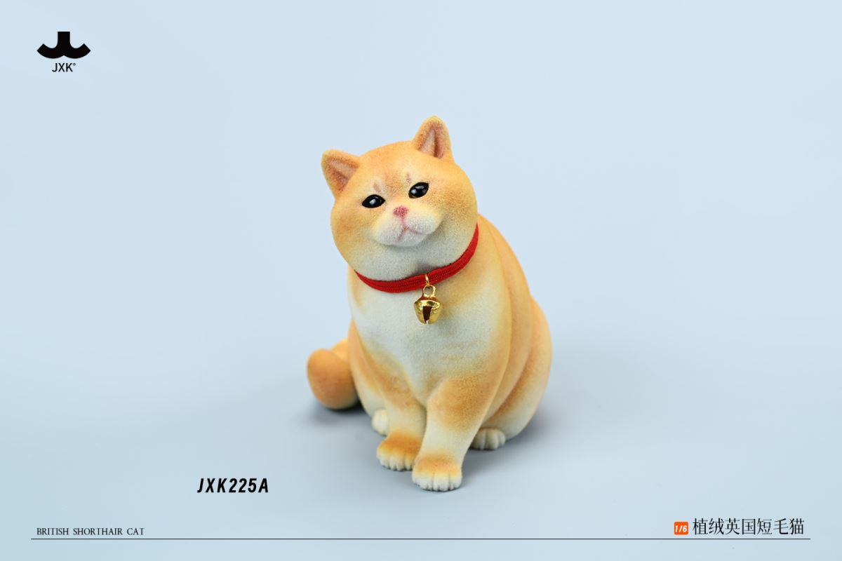 British shorthair cat 1/6