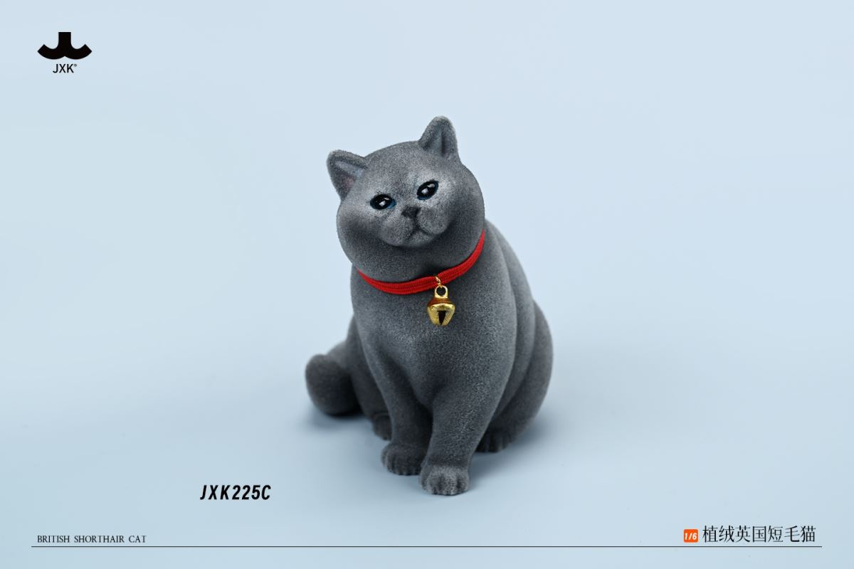 British shorthair cat 1/6