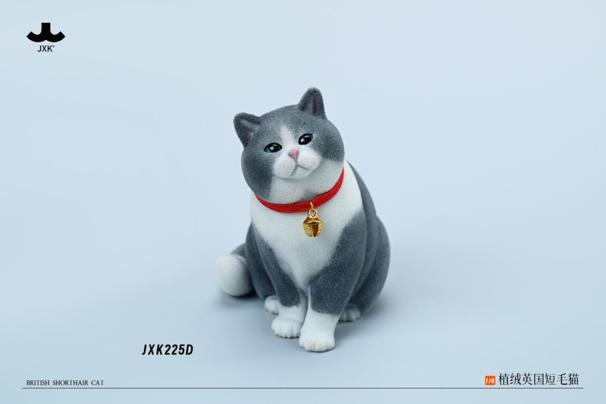 British shorthair cat 1/6