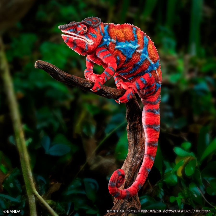 Living Creatures Encyclopedia Premium Panther Chameleon (Ambirove Red)