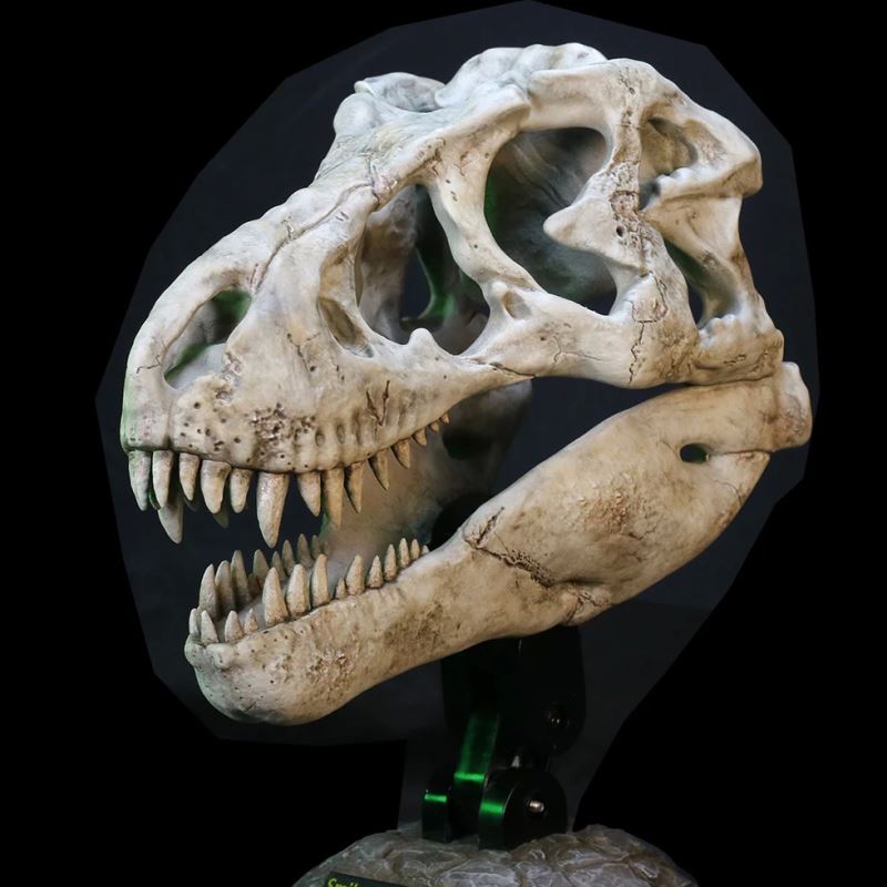 Wonder Wild Series Tyrannosaurus Rex Skull Fossil