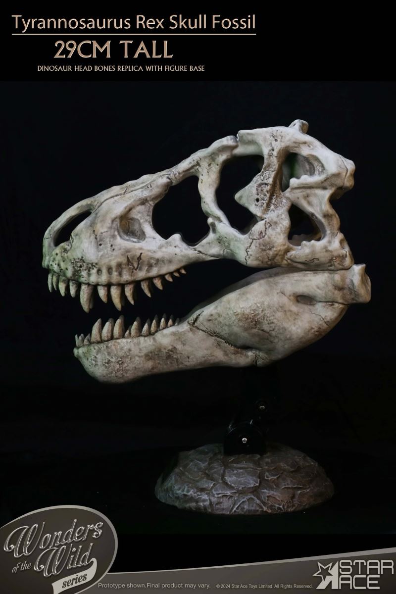 Wonder Wild Series Tyrannosaurus Rex Skull Fossil