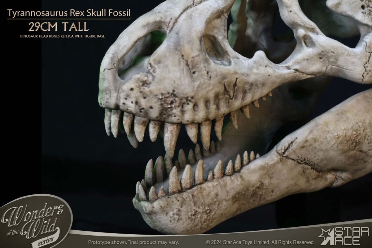 Wonder Wild Series Tyrannosaurus Rex Skull Fossil