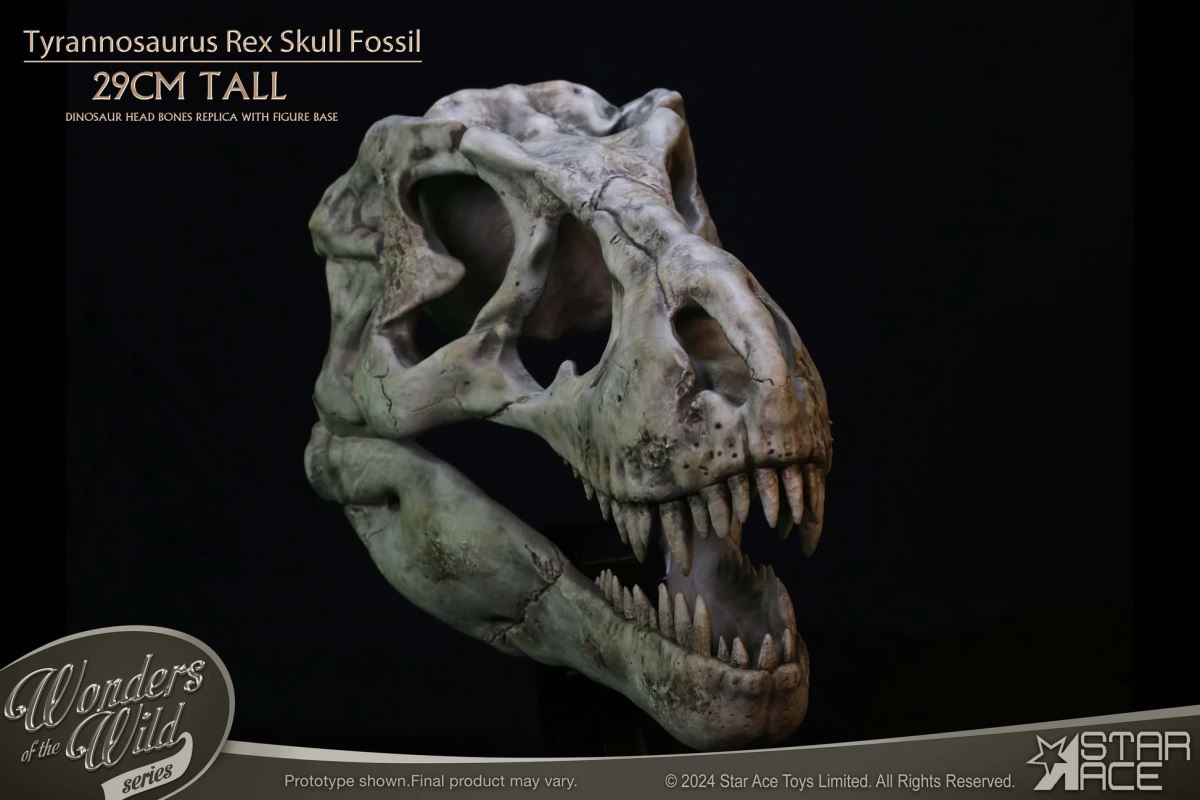 Wonder Wild Series Tyrannosaurus Rex Skull Fossil