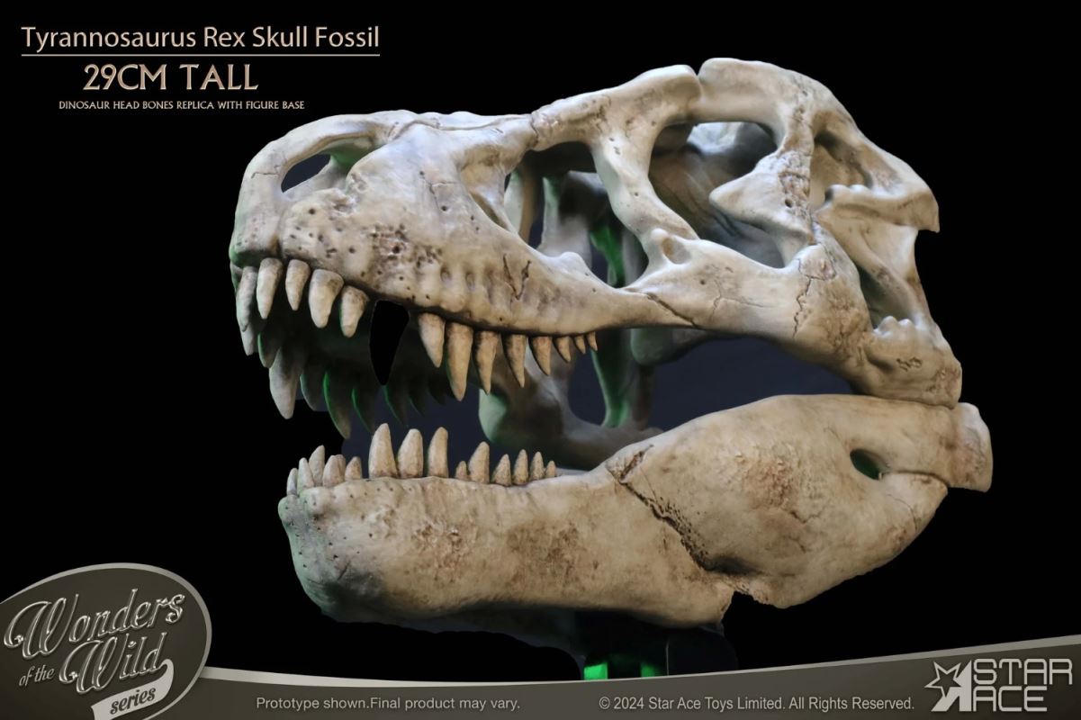 Wonder Wild Series Tyrannosaurus Rex Skull Fossil