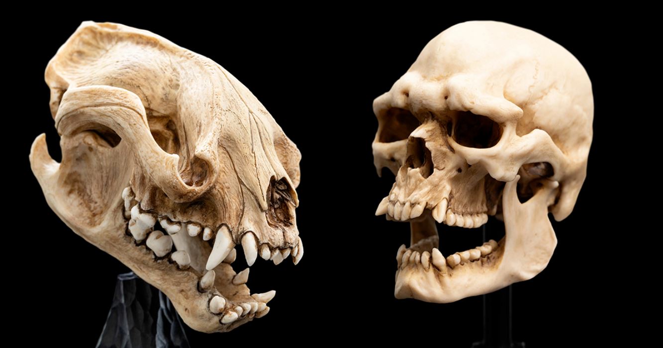 Miniature Skull SKULL OF A MORDOR ORC