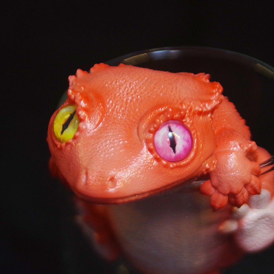 Pretty little lizard