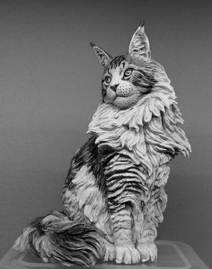Maine Coon cat 1/6