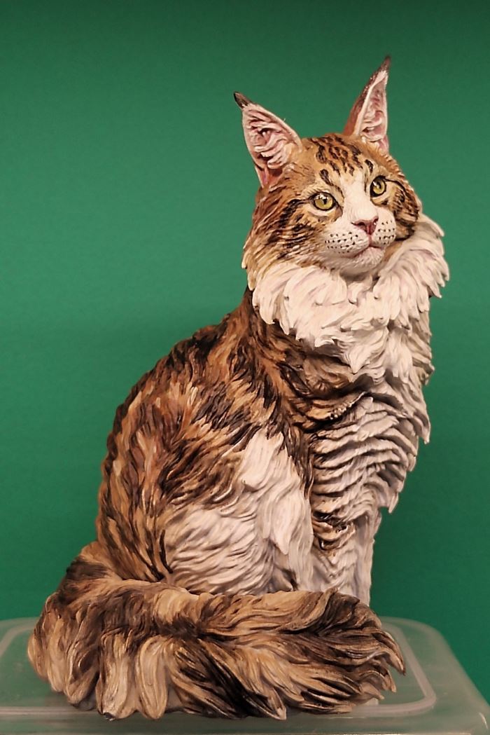 Maine Coon cat 1/6