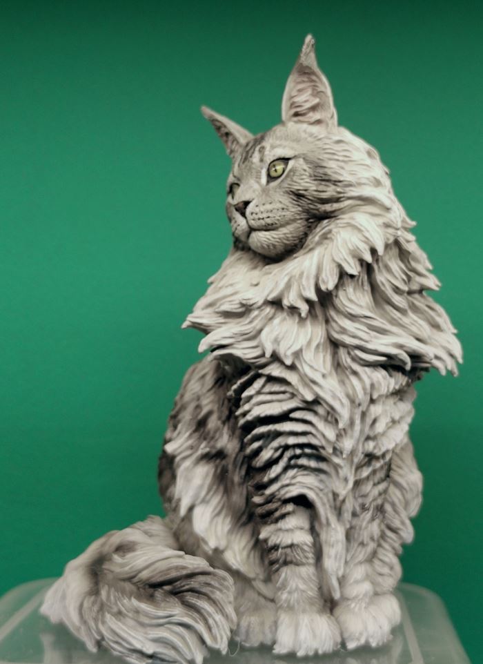 Maine Coon cat 1/6