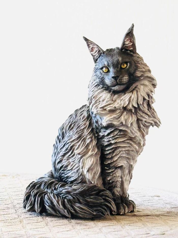 Maine Coon cat 1/6